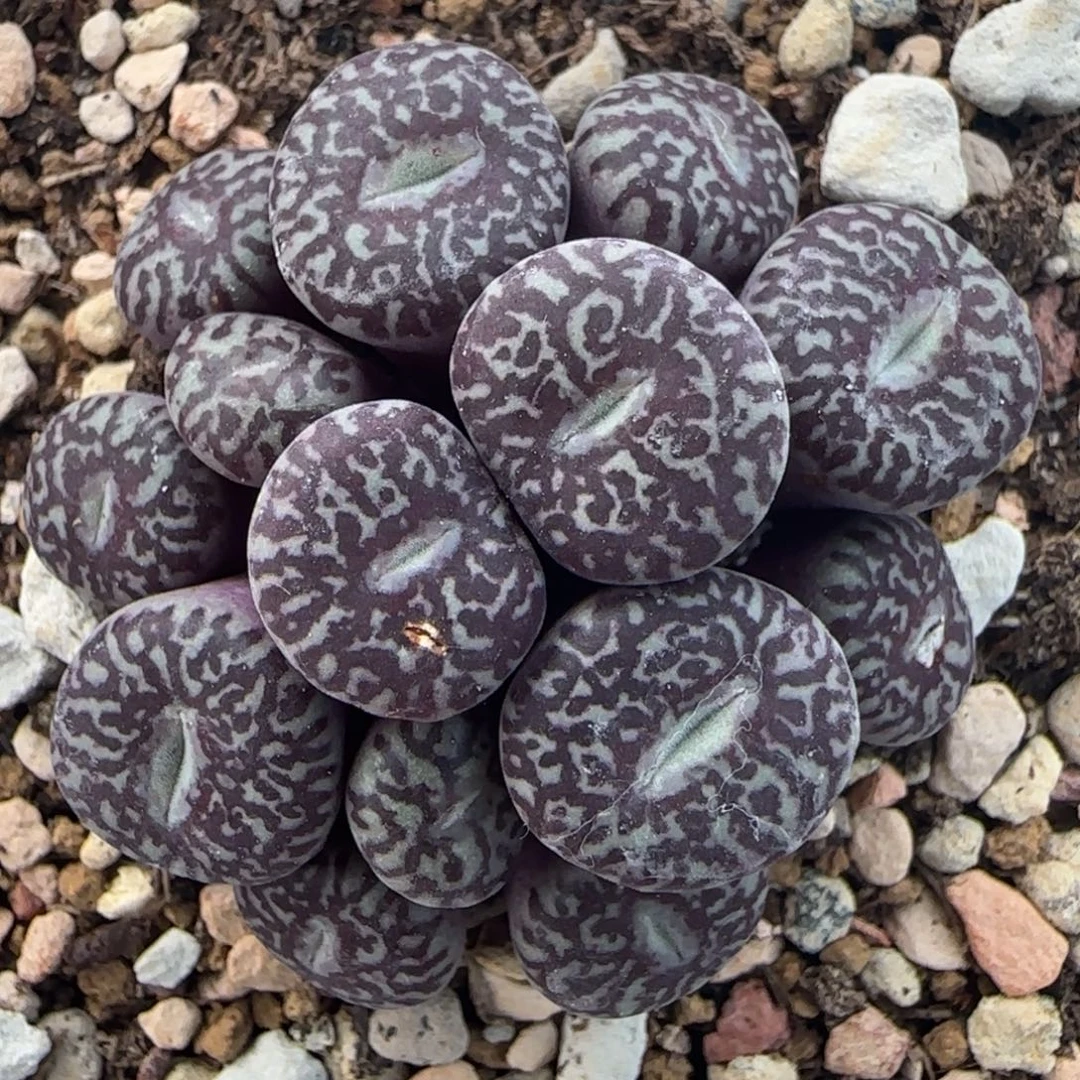 多肉植物外播牛超墨72号