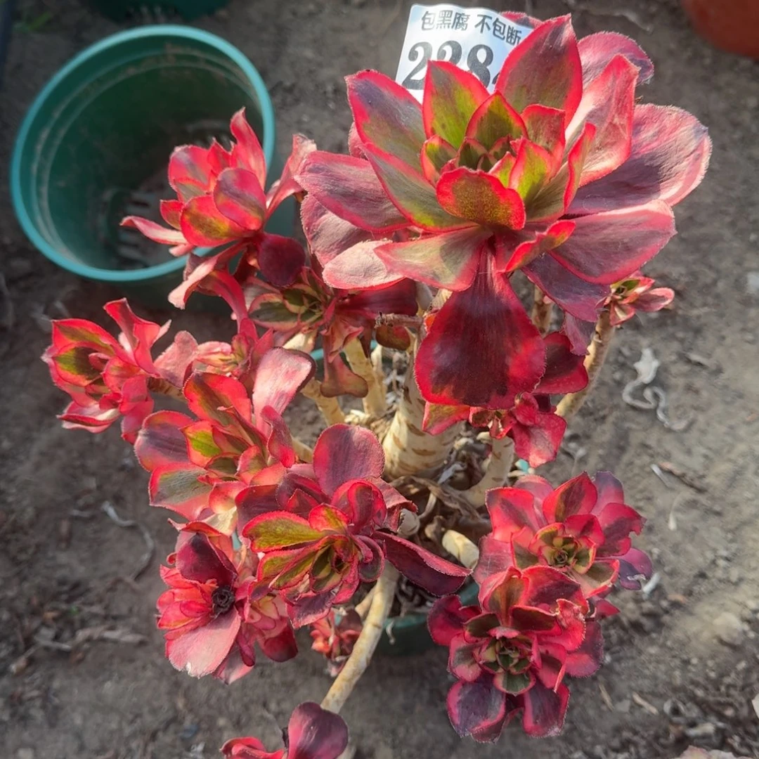 16-14法师魅影2284