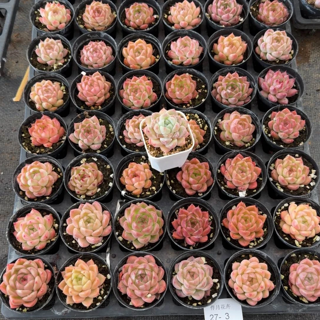 多肉杂交一物一拍27-3