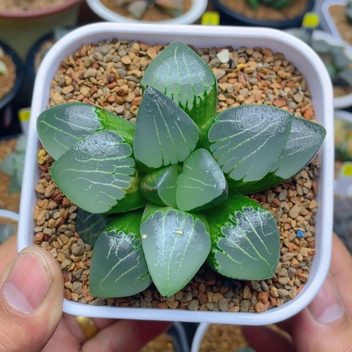 实生寿少锦十二卷