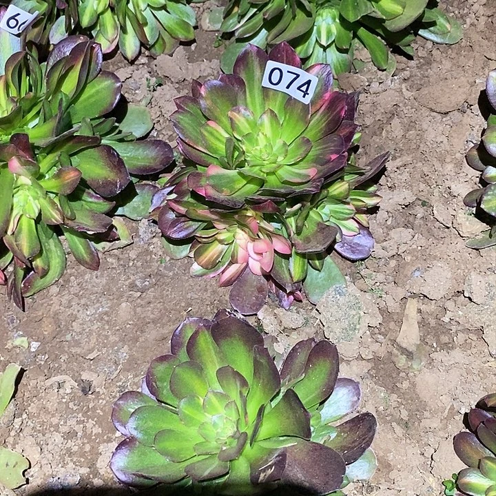 多肉植物法师74韶秀七彩