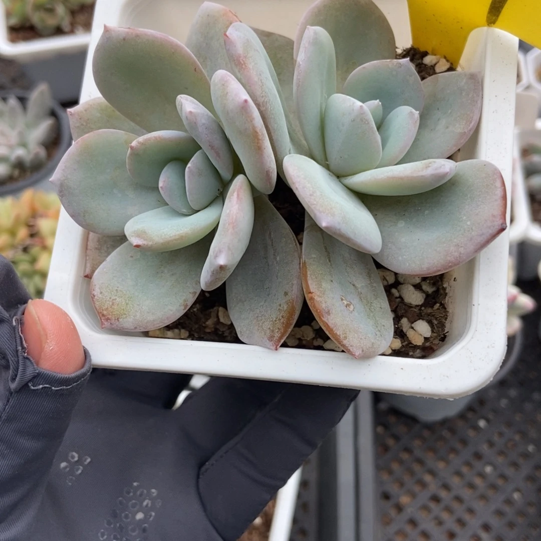1869奶茶多肉植物