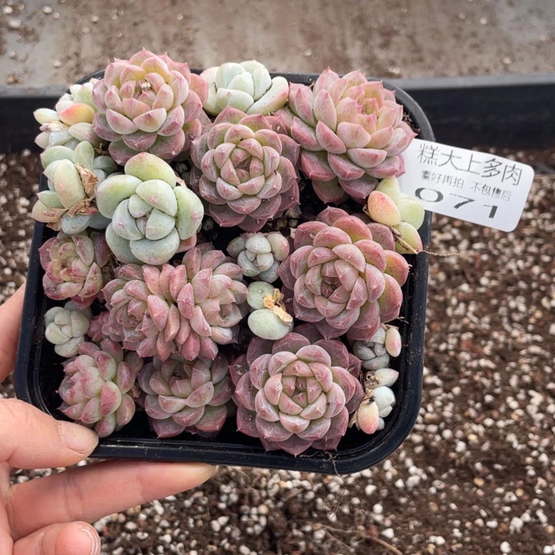 糕大上多肉植物071