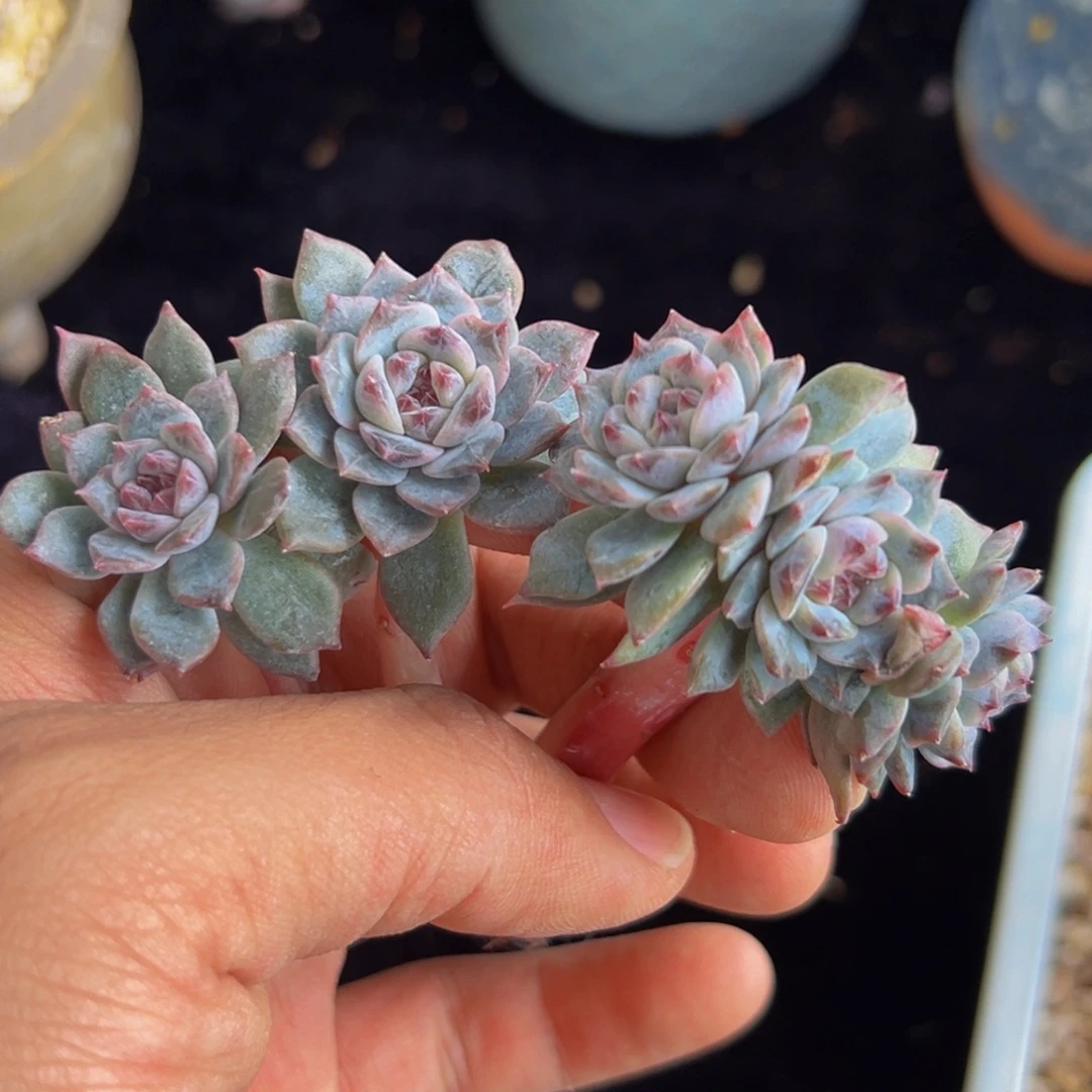 新年快乐 新年快乐