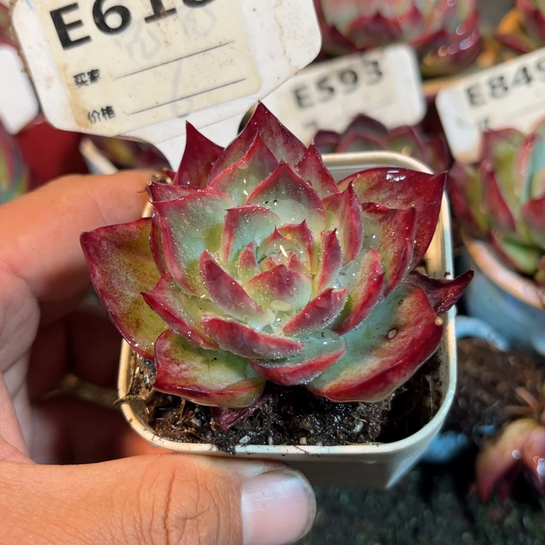 惊鸿一瞥618号多肉