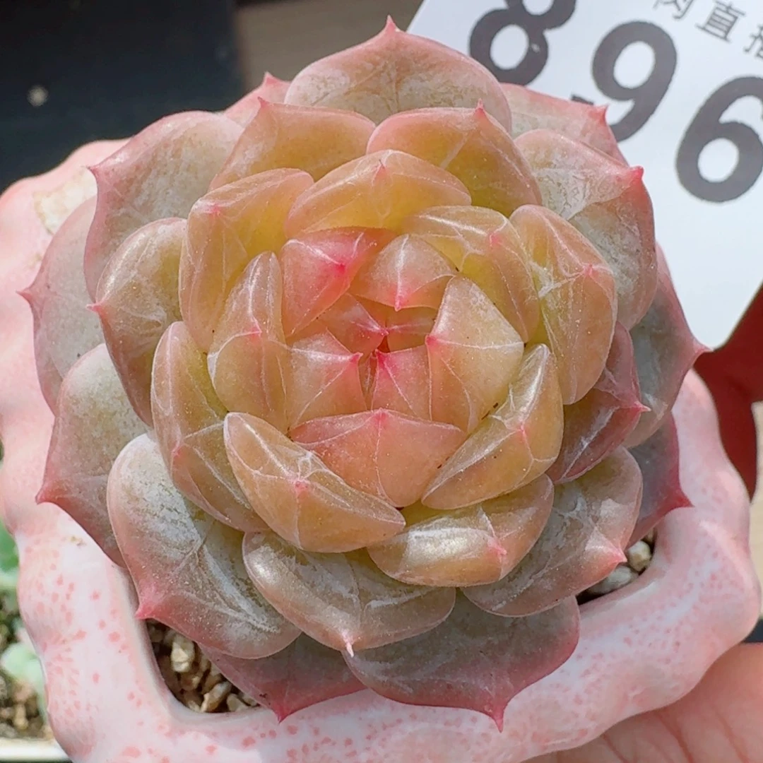 金盏珍妮      愿你一路坦途，乘风破浪展宏图