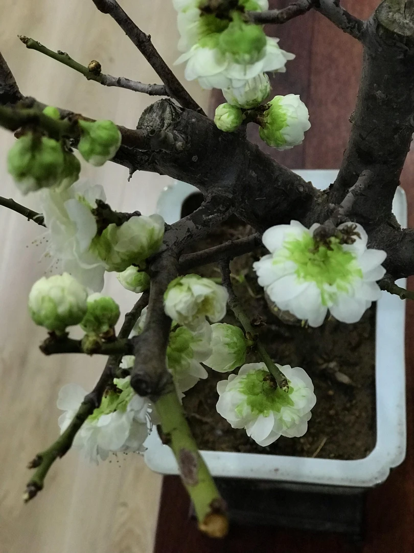 原生绿梅绿萼梅打造独特梅花盆景增添自然雅趣