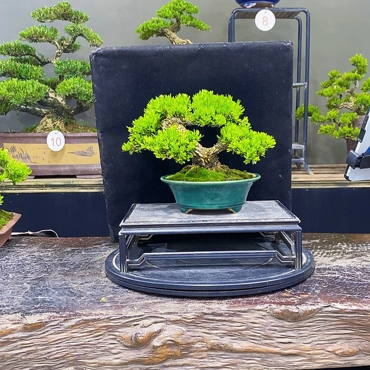 无花朵黄杨盆景四季常青
