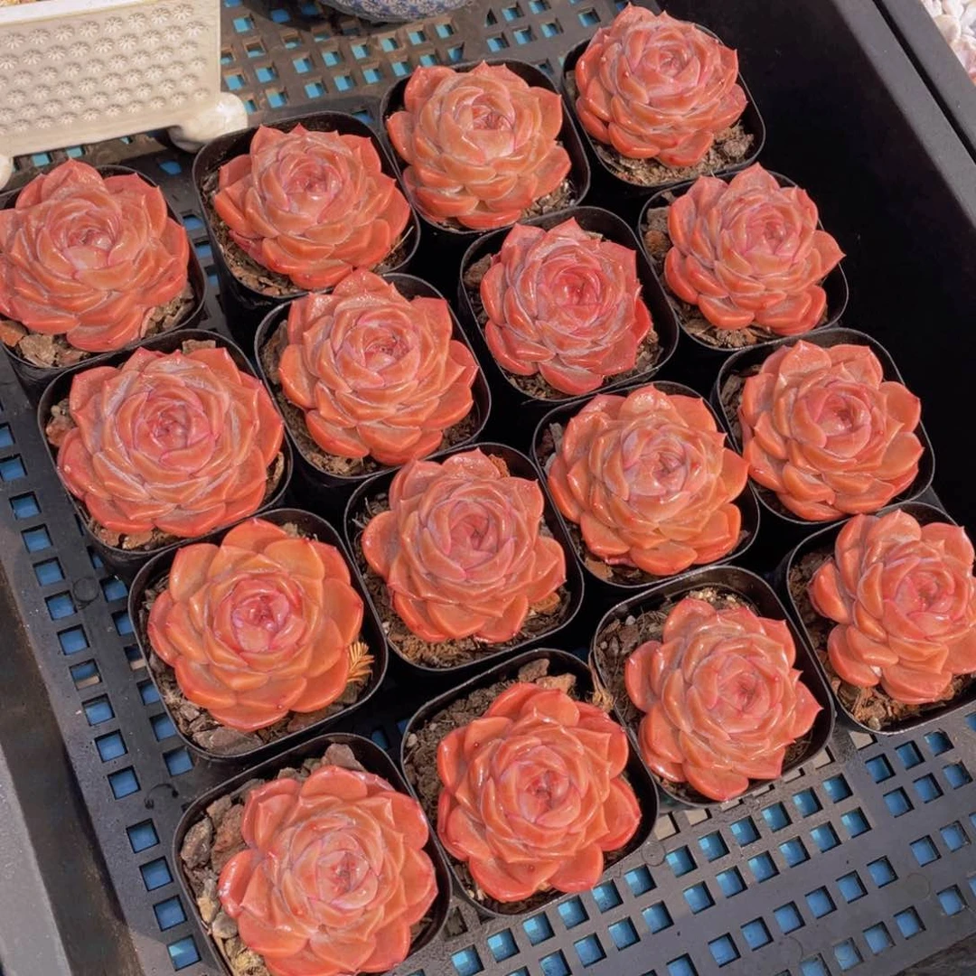 量拍22号草莓啵啵单头一个