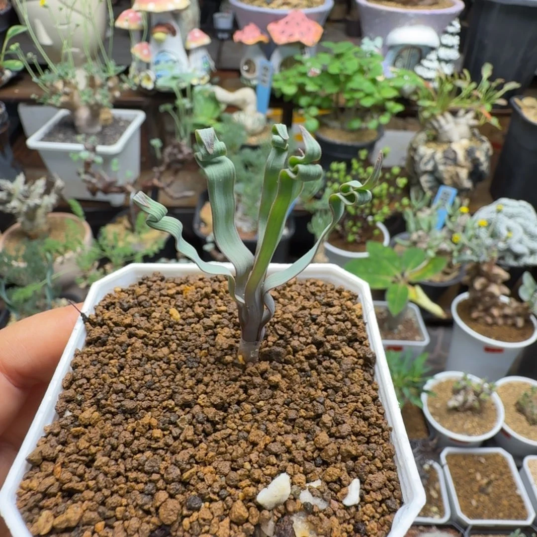 海带弹簧草861仙人掌