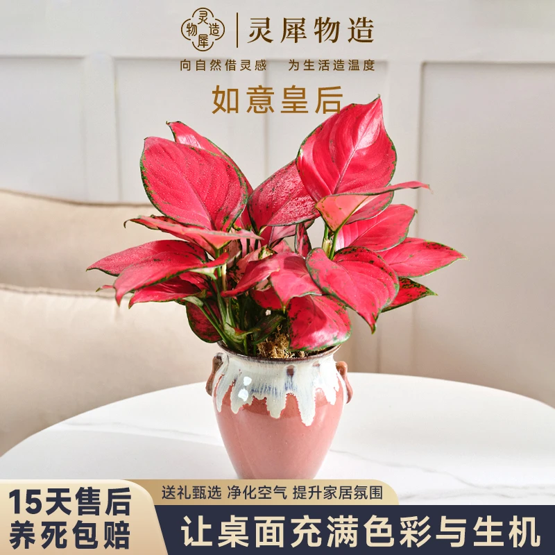 【灵犀物造】如意皇后吉利红如意室内桌面吸甲醛好养美观绿植观赏