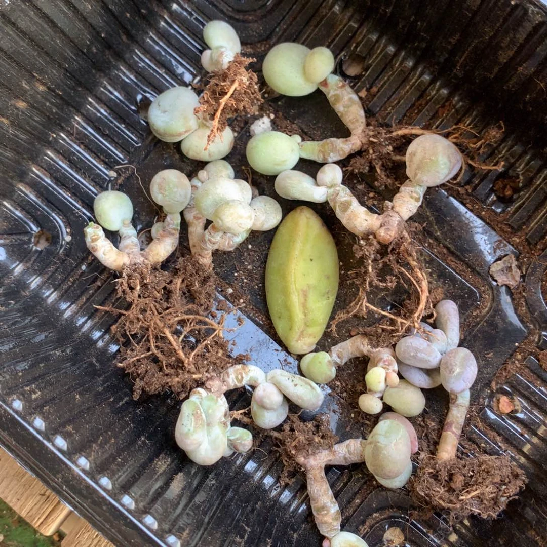 水光针奶酪多肉水光针