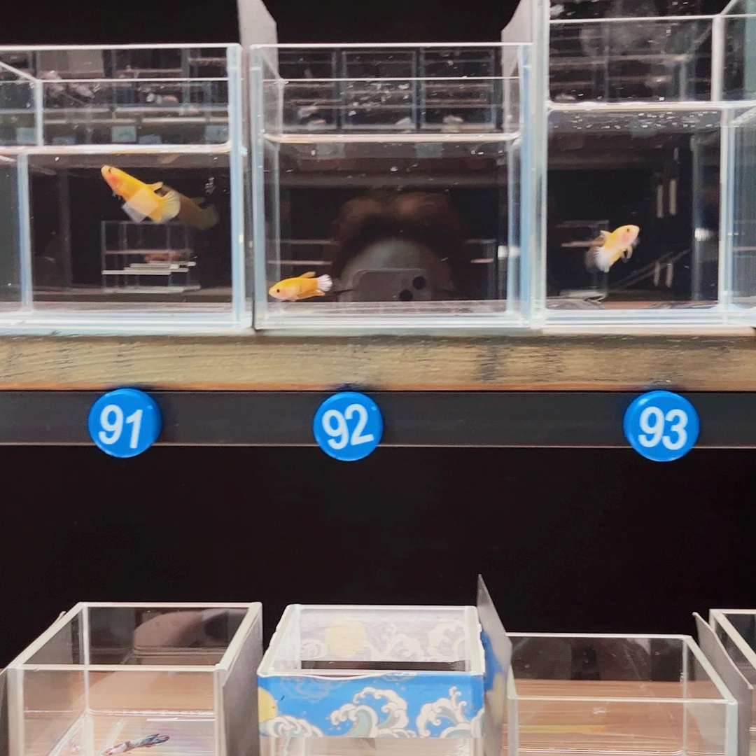 宇***.海水鱼宙斯斗鱼竞拍09-26