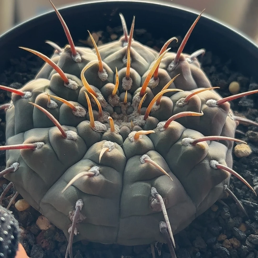 仙人球实生一本刺