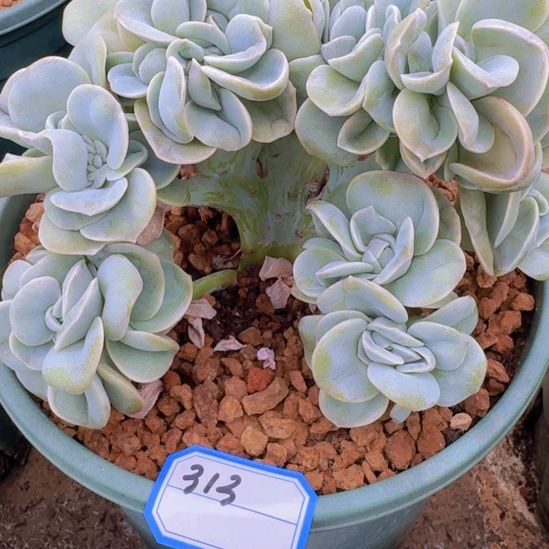 六***宝313可爱玫瑰凡艺多肉