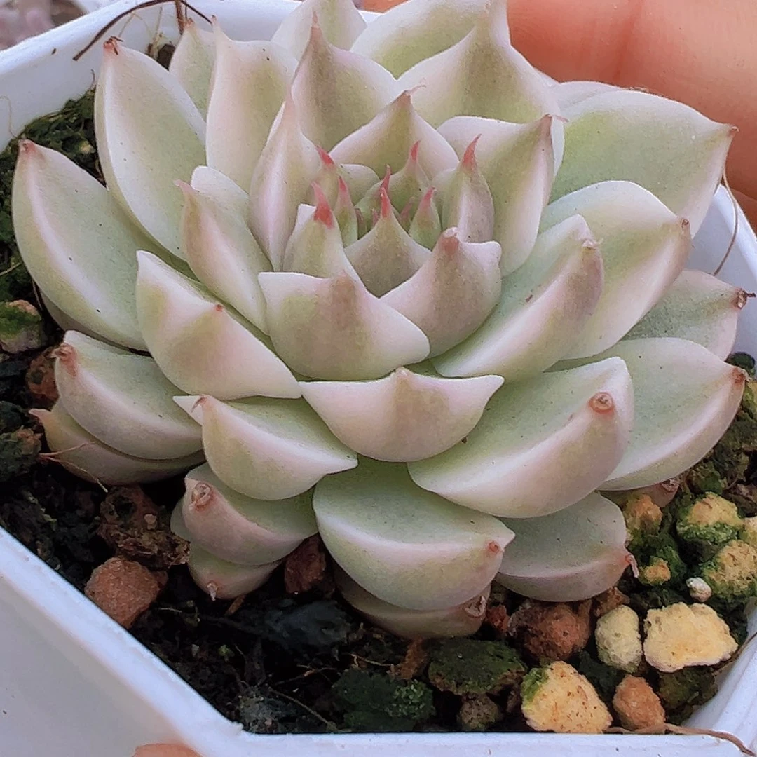 玛格丽特锦19包邮多肉