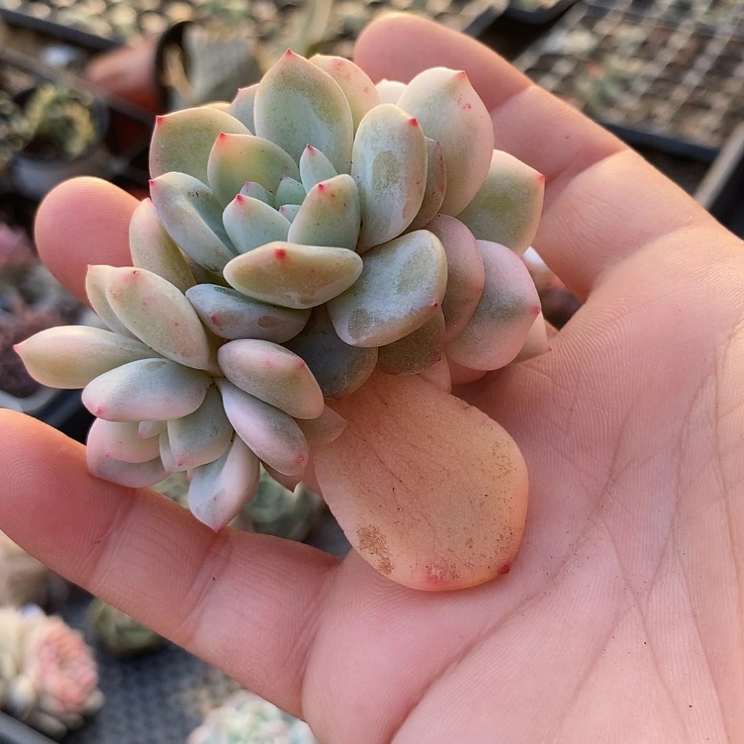 776梦露锦多肉植物哇啦塞