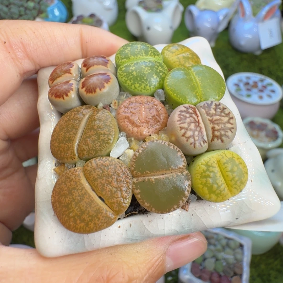多肉植物福利冲444