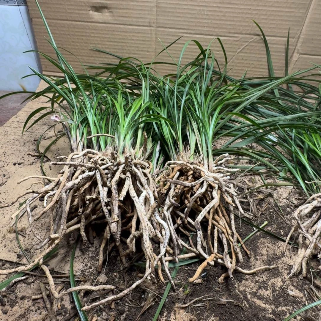 完全开放春兰303030