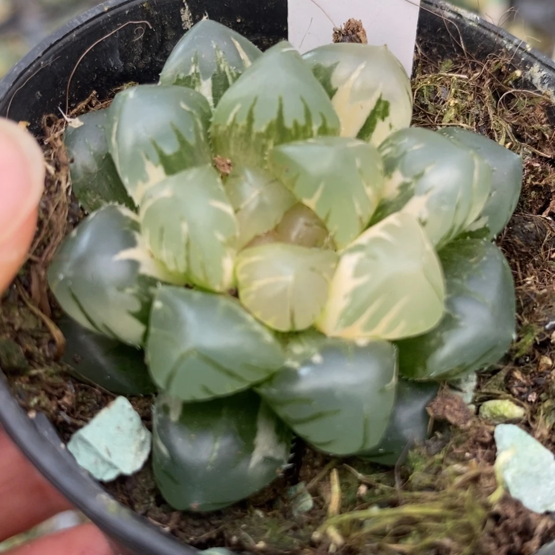 578水中月玉露锦一物一拍