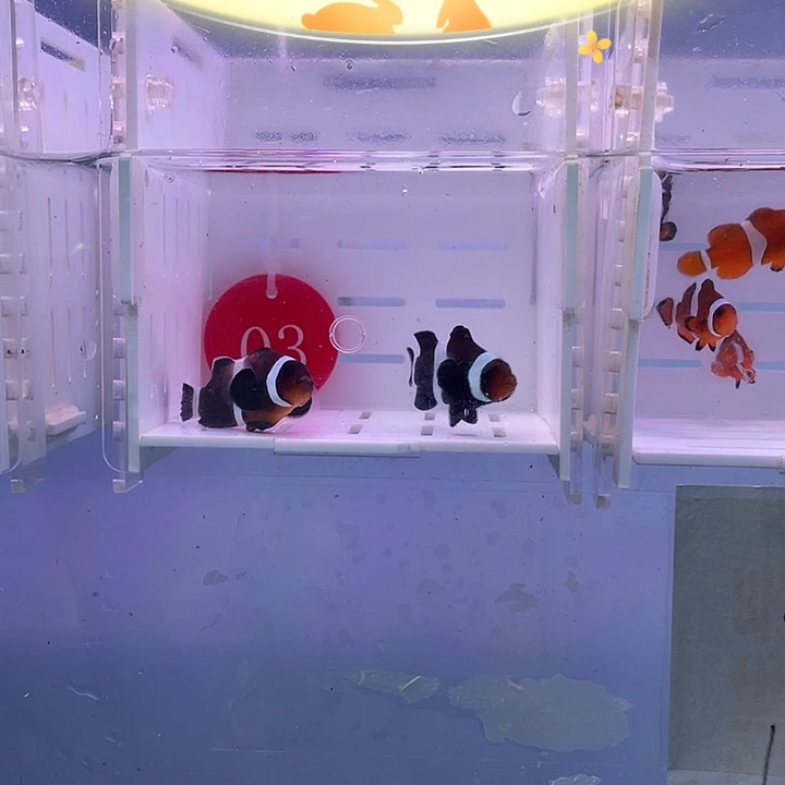 海水鱼奥黑小丑鱼