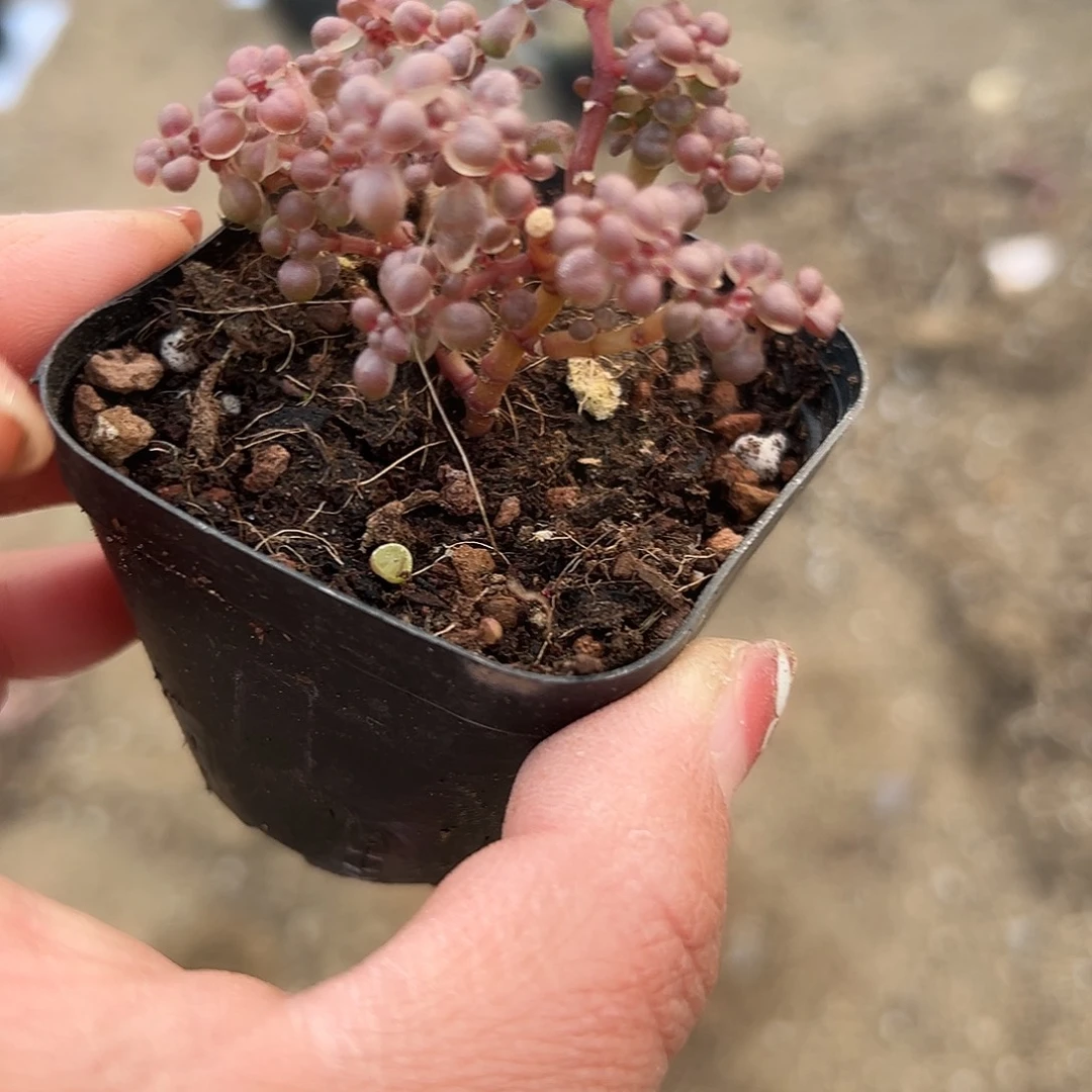 多肉植物滤镜群生