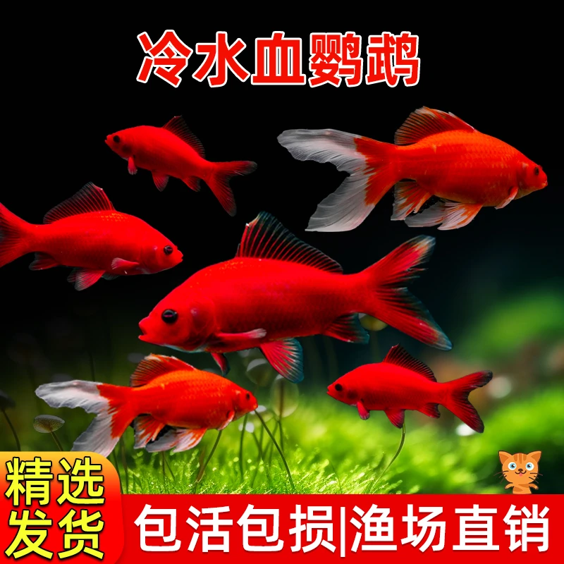 冷水血鹦鹉鱼招财鱼淡水冷水鱼苗观赏鱼长尾红草金鱼活鱼好养耐活