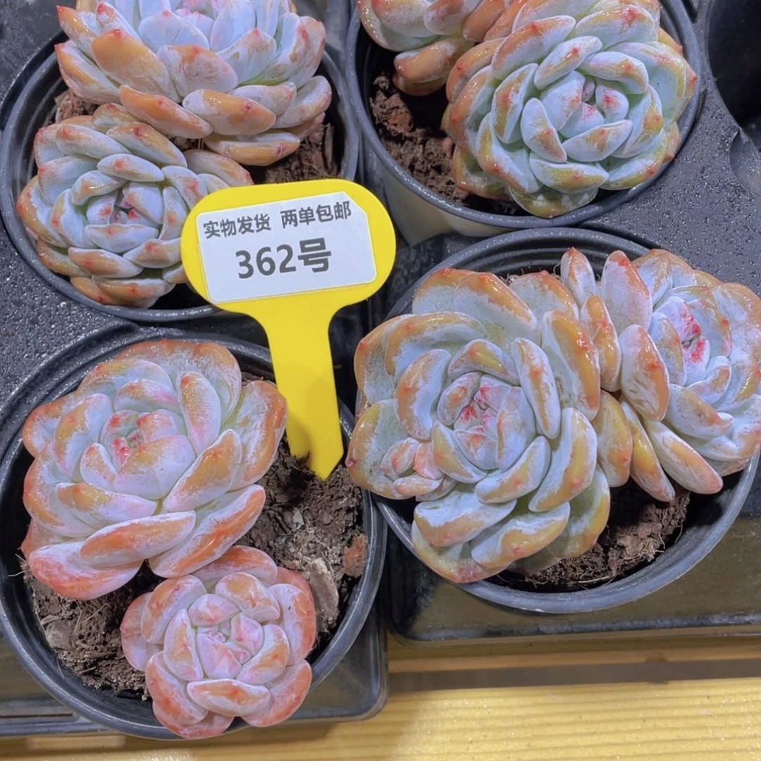 362号 老桩紫皮石榴籽星影双头一个