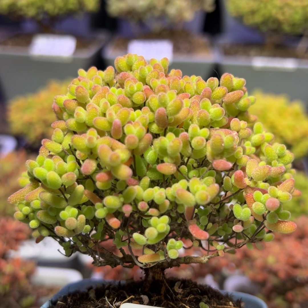 【闪购商品】鑫*?p679蜜橘糖球冠幅8cm新粉福福价