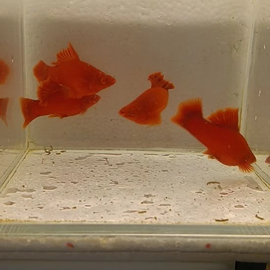 红剑鱼高鳍红剑观赏鱼