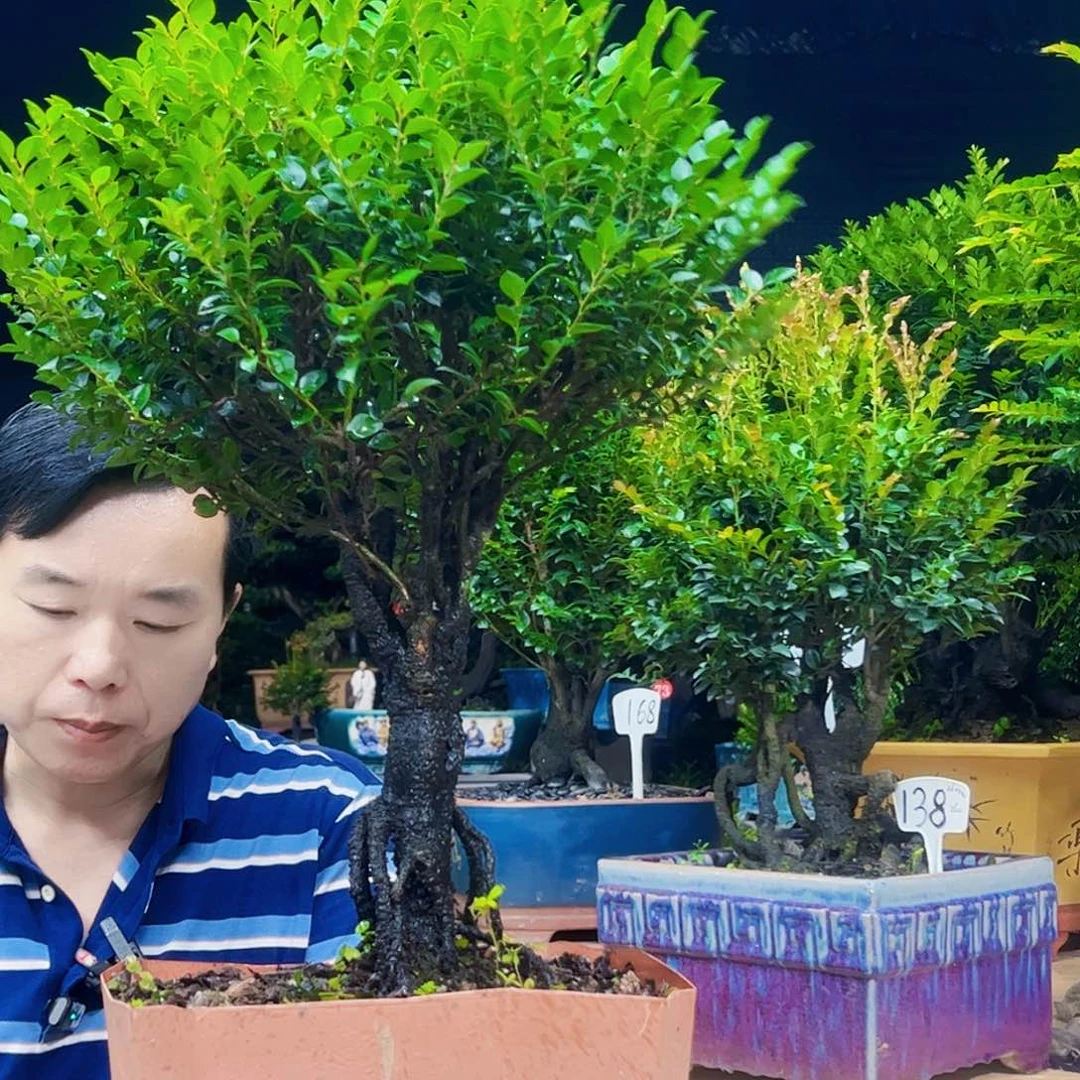 当前无花朵，栽培后可花朵风**舟