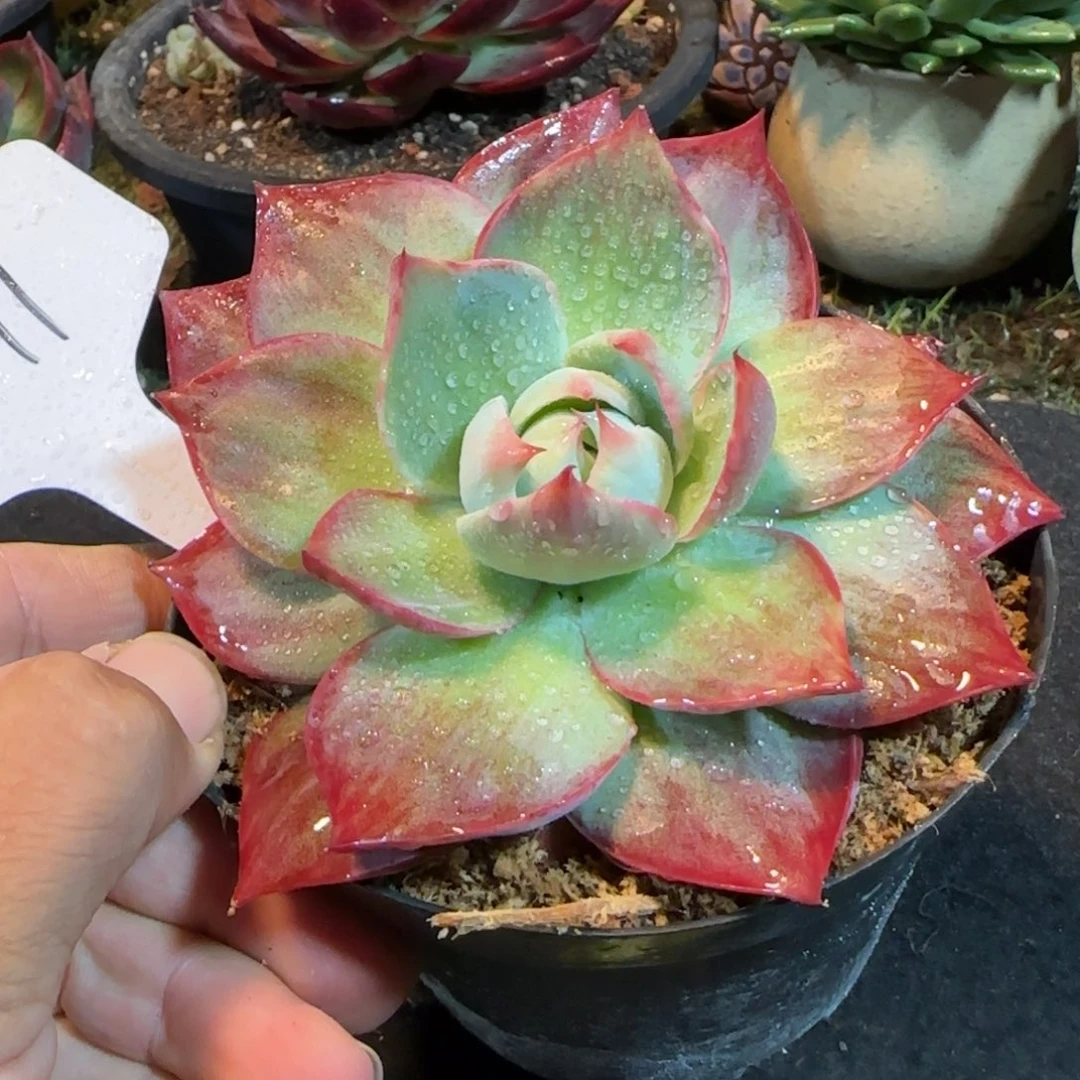 惊鸿一物一拍包装收缩花旱391