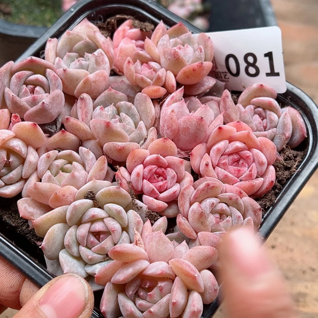 多肉植物多肉植物