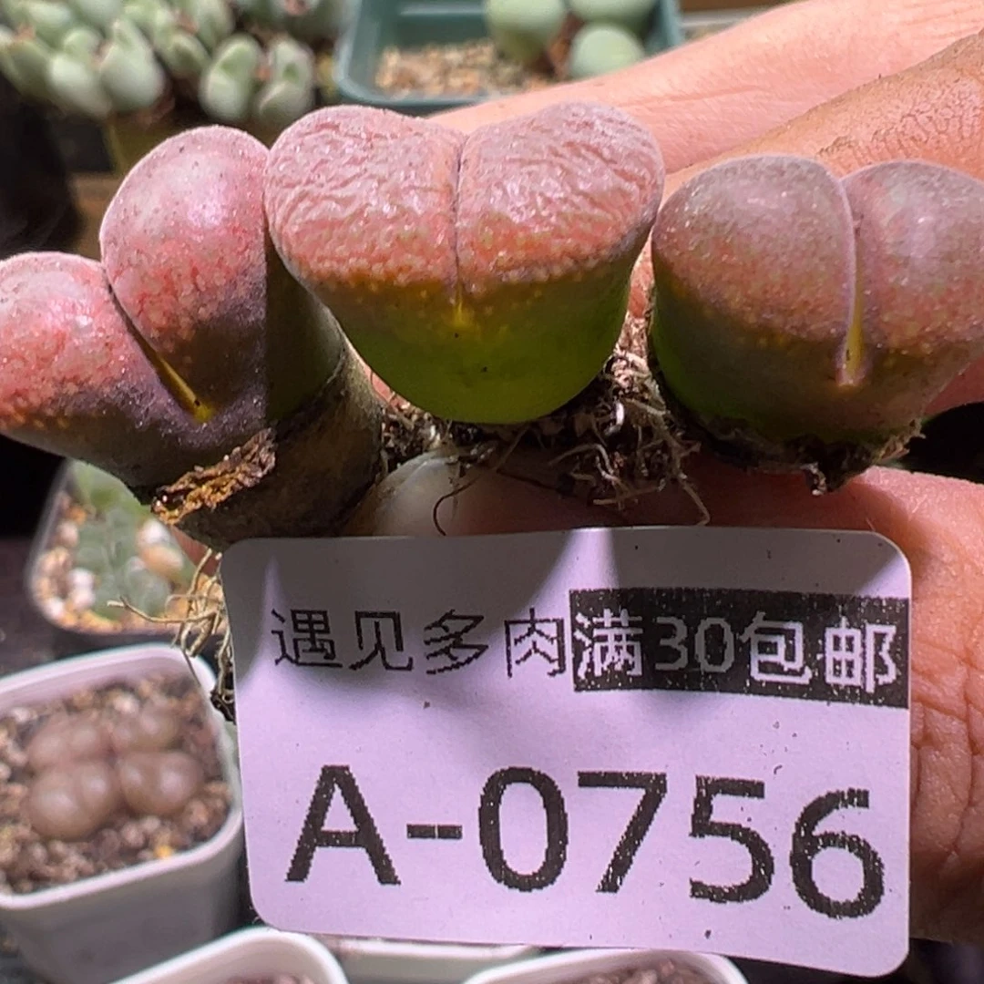 多肉植物11111111111