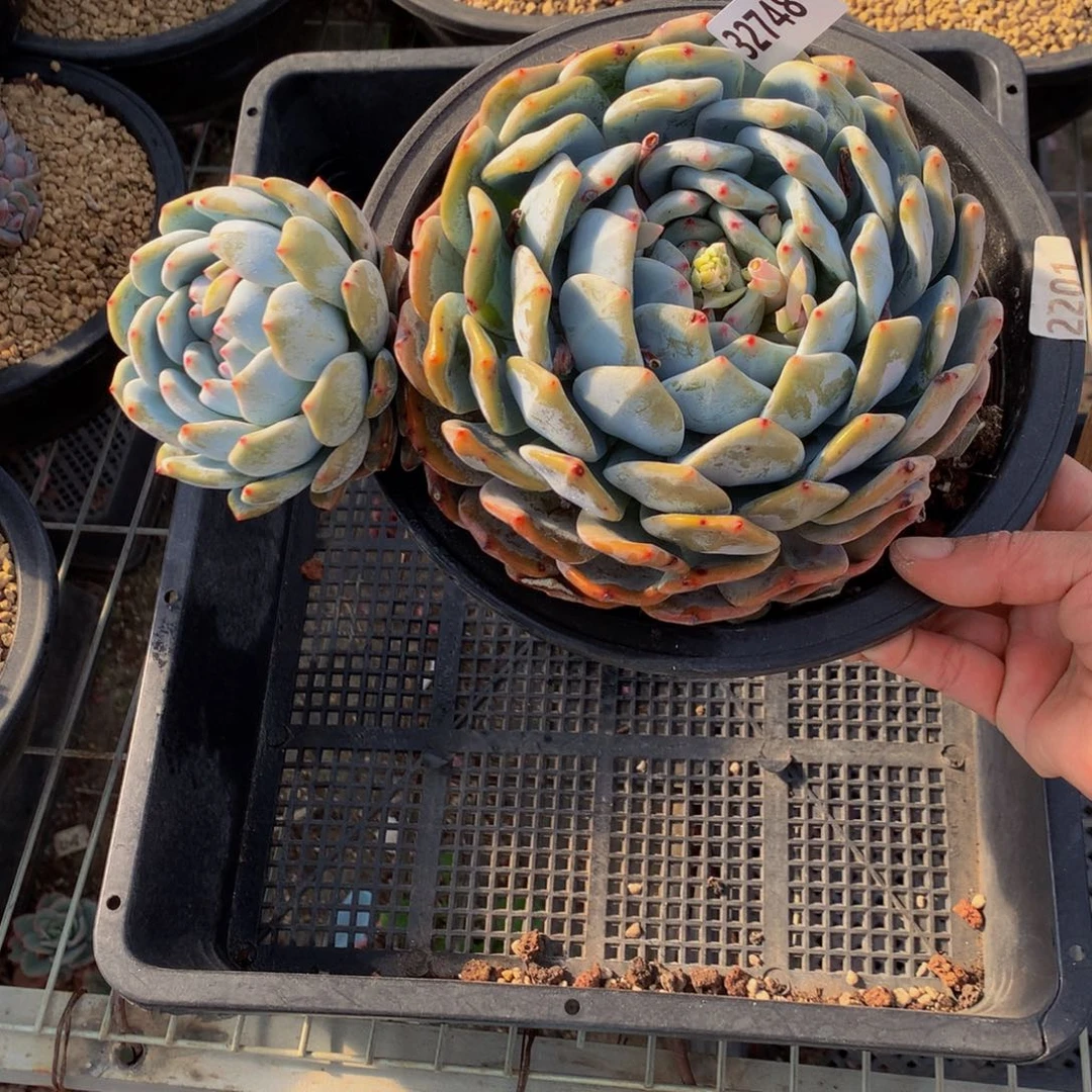 ❤️****32748嗯嗯嗯我也会想起