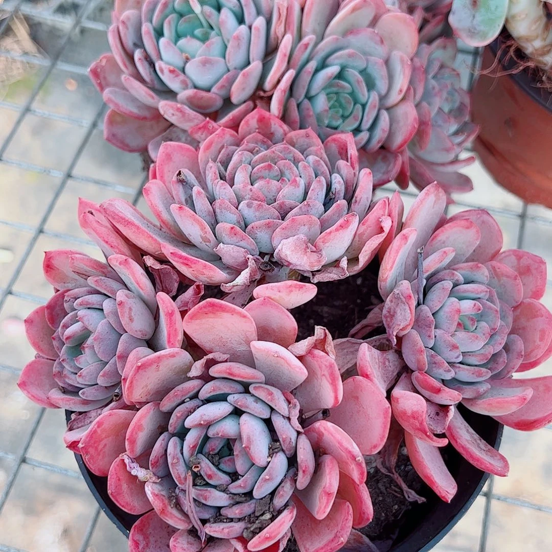 玛瑙多头造型精品特价