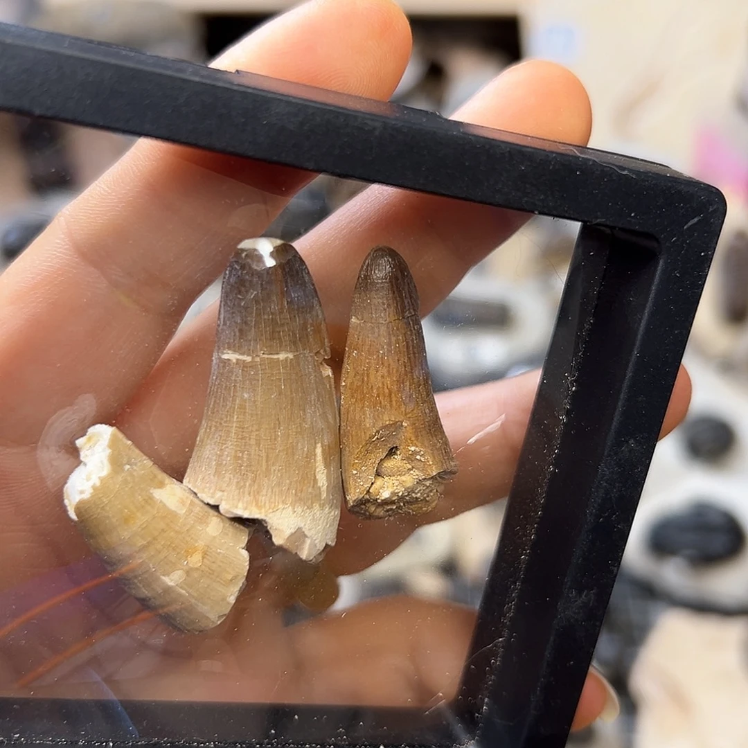 古生物牙牙牙一枚