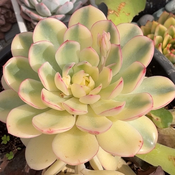 雨燕座白腹轮锦发货