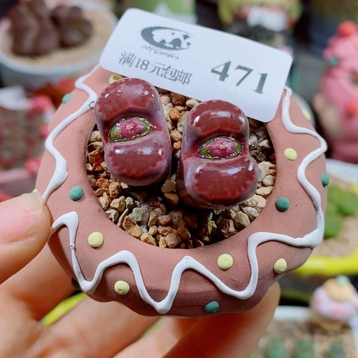 生石花花花花花花花花471