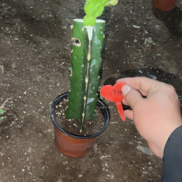 越***好当前无花栽培后可以开花037  1973
