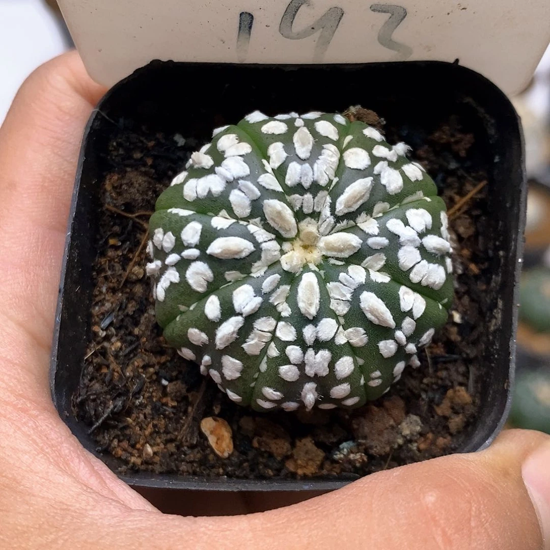 开播特价款福利了特价咯