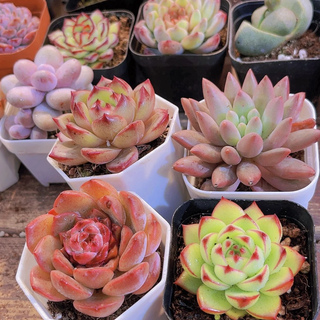 夜魔侠➕溏心➕红蜻蜓➕月亮石