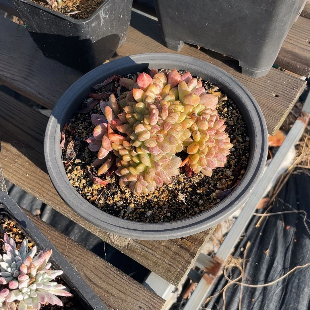 晨溪园艺仙女杯呀