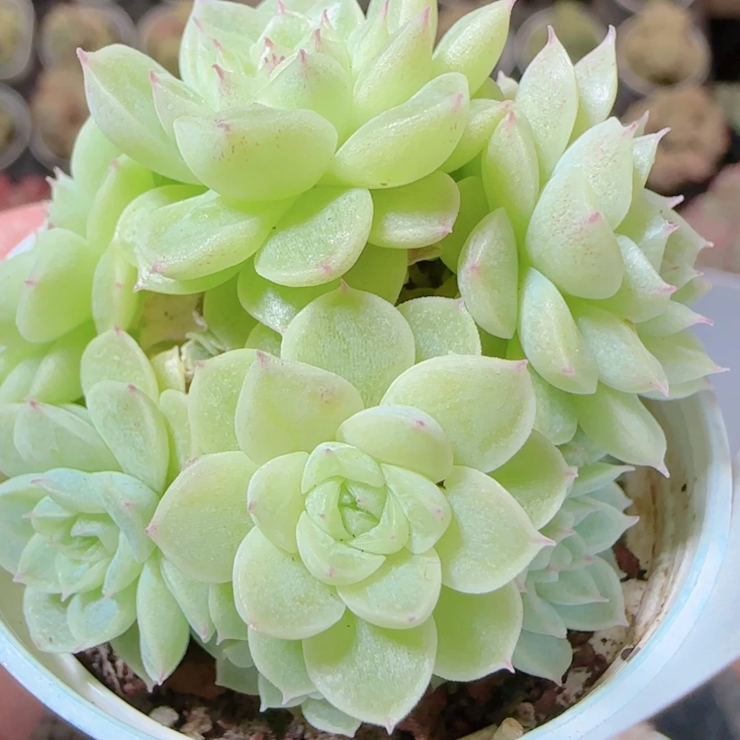 花语逸镜1117-153散