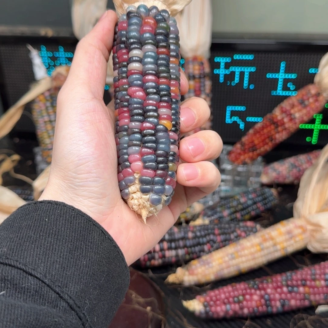 柏香籽/百香籽吊坠?*合