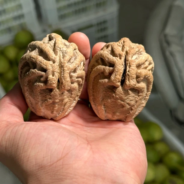 文玩核桃把件粗筋乾坤核 尺寸可选