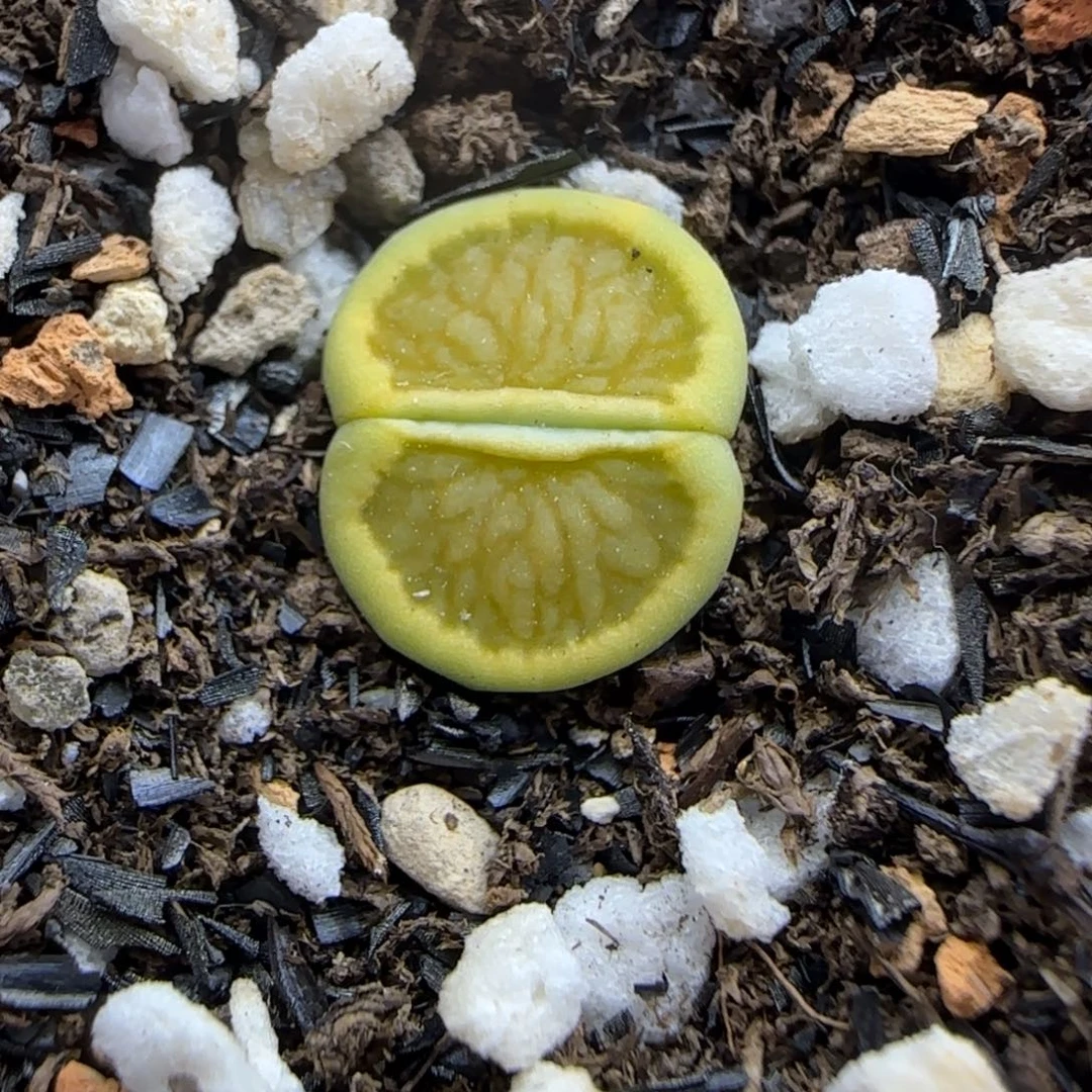 772 生石花大棚直播