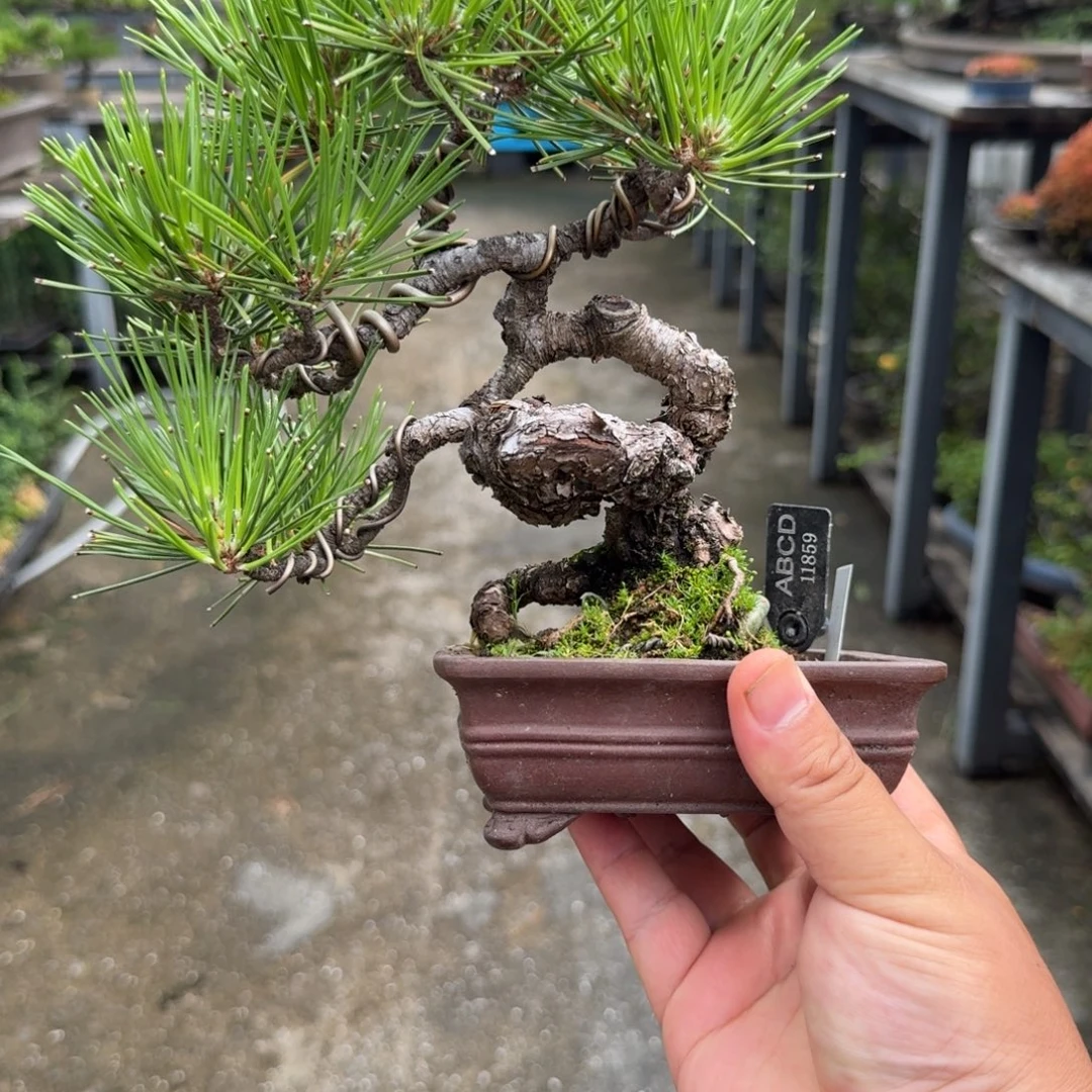 无花朵三河黑松 顺丰快递