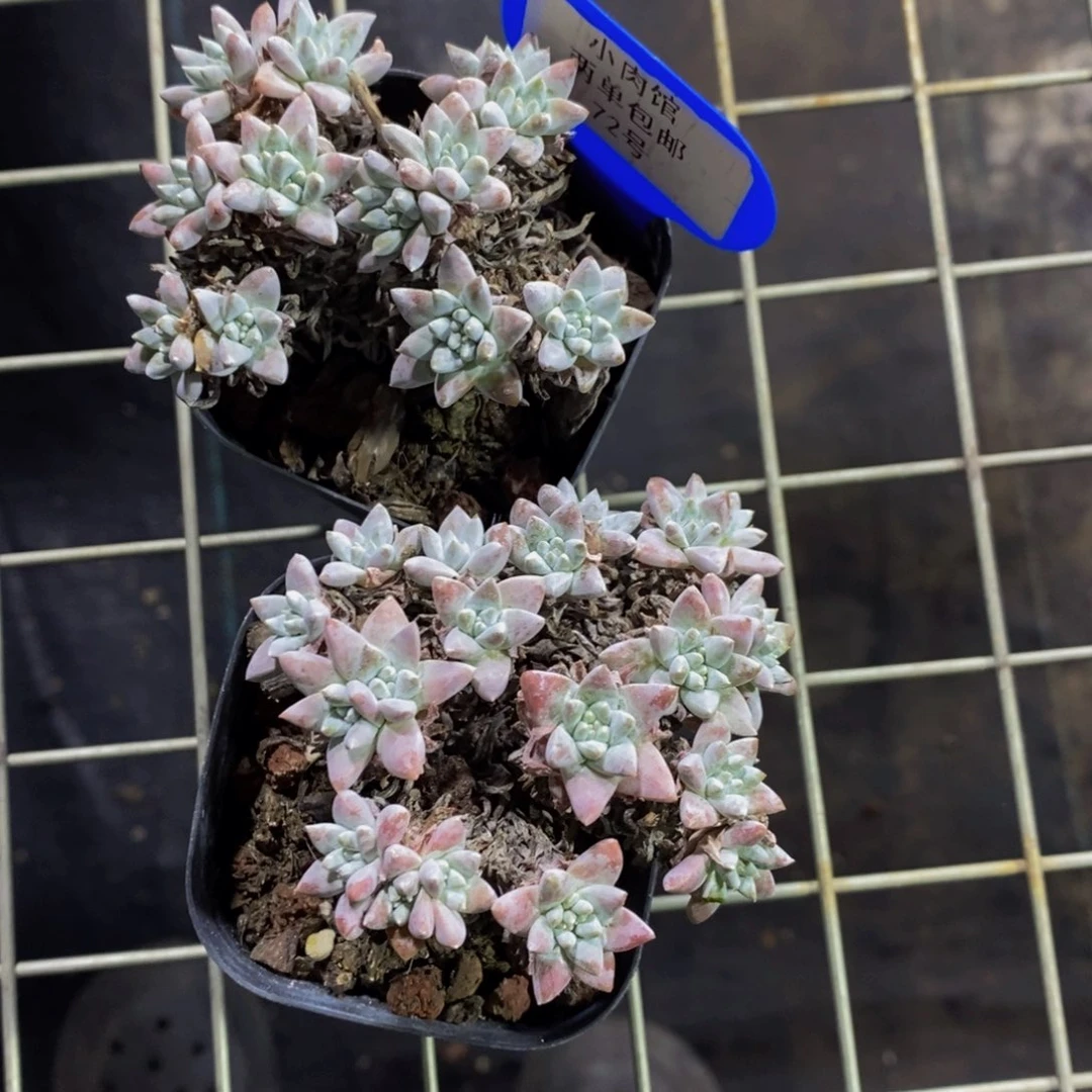 72-精品白菊群两个