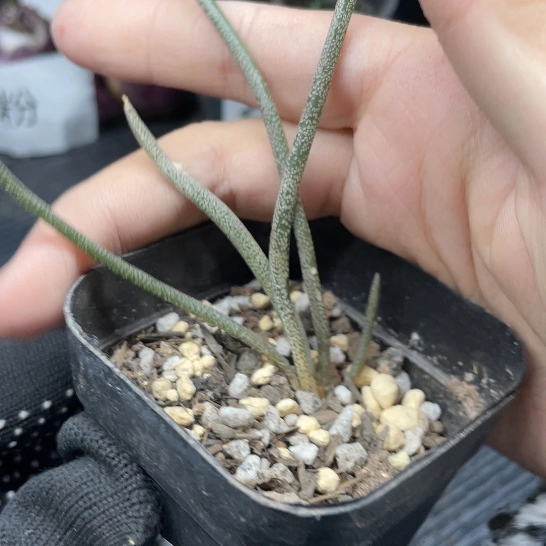 294美杜莎（满18元包邮）